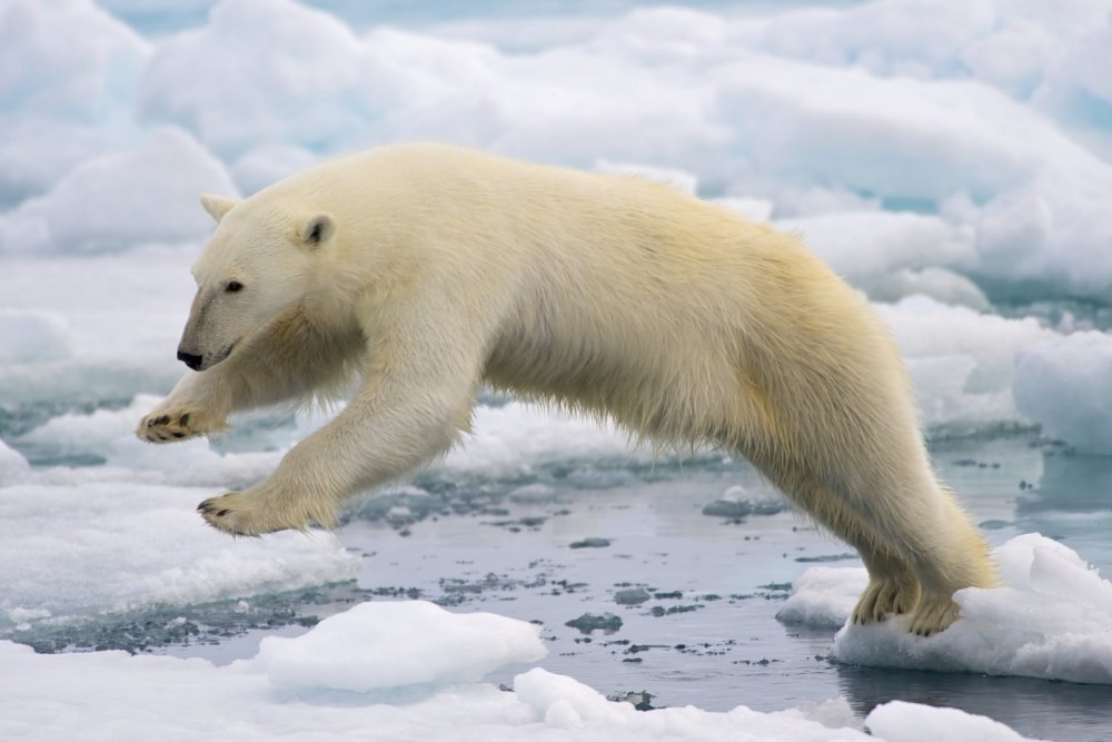 Iceland Police Shoot Rare Polar Bear Spotted Near A Cottage After Several Years